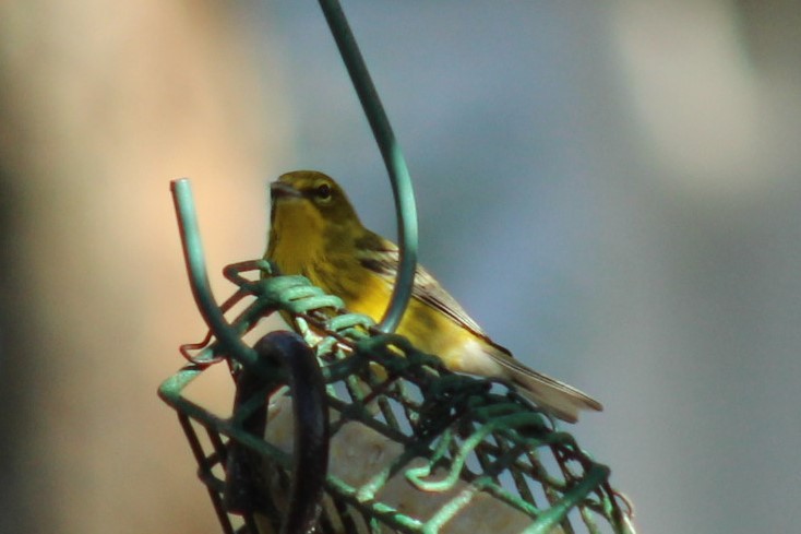 Kiefernwaldsänger - ML647287244