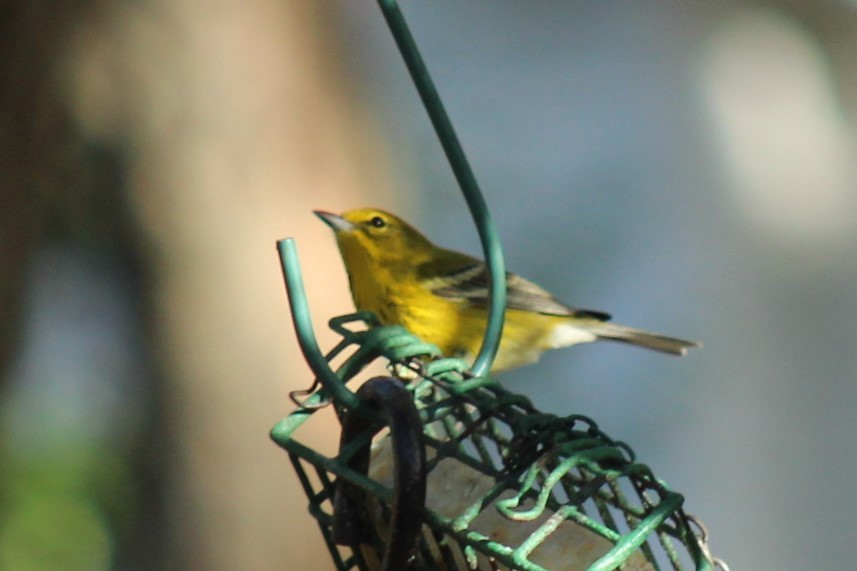 Kiefernwaldsänger - ML647287245