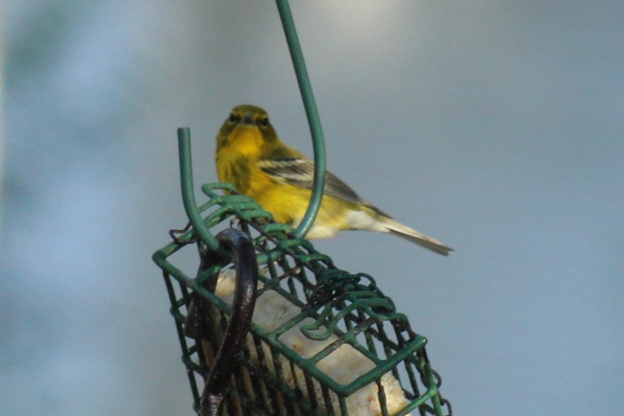 Kiefernwaldsänger - ML647287246