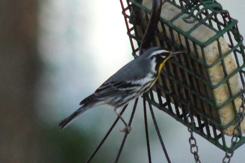 Goldkehl-Waldsänger - ML647287259