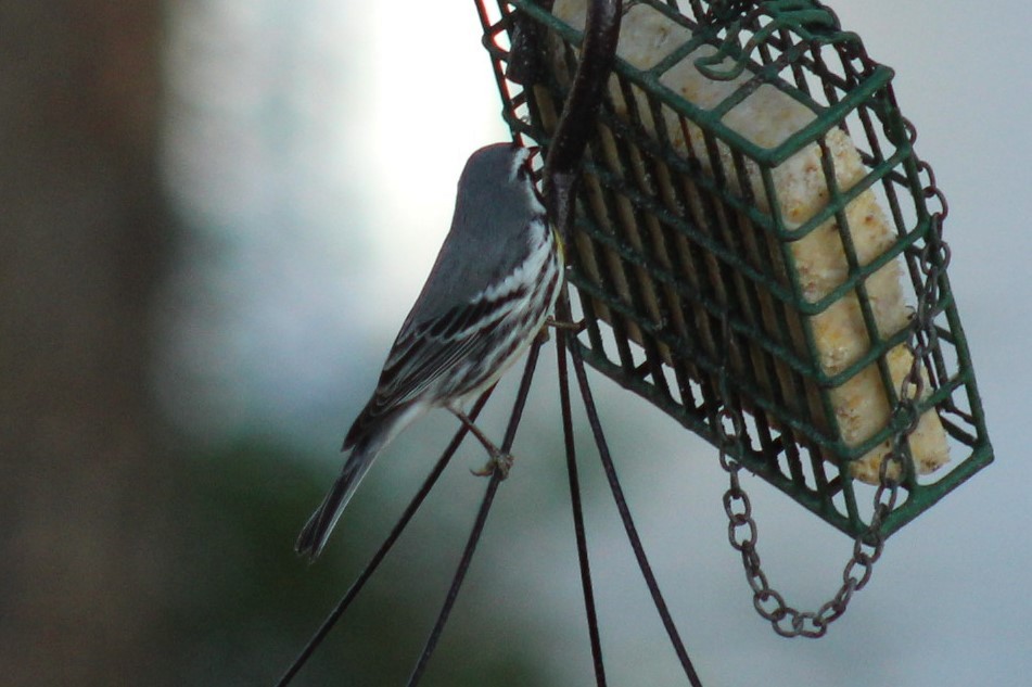 Goldkehl-Waldsänger - ML647287260