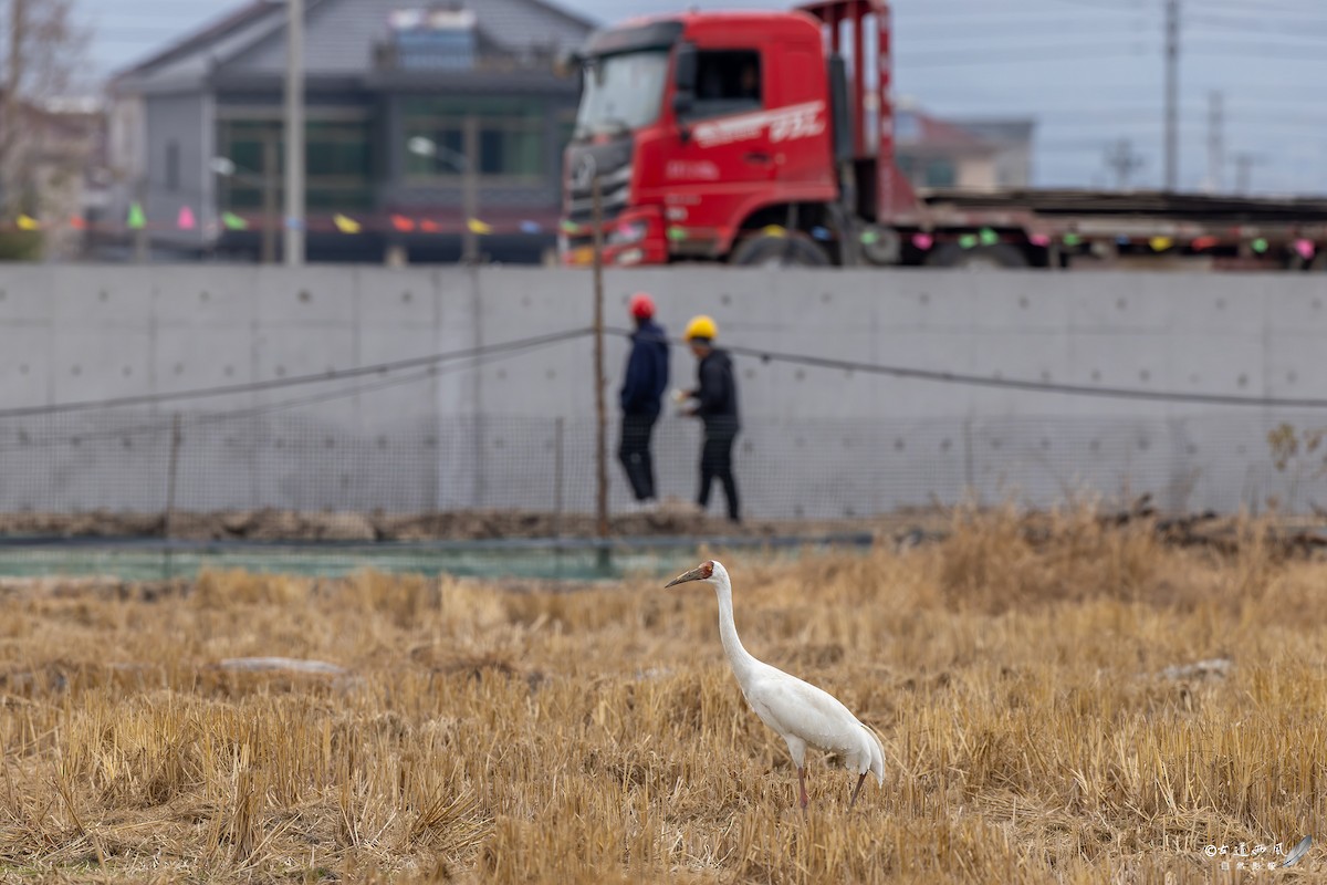 ソデグロヅル - ML647287268