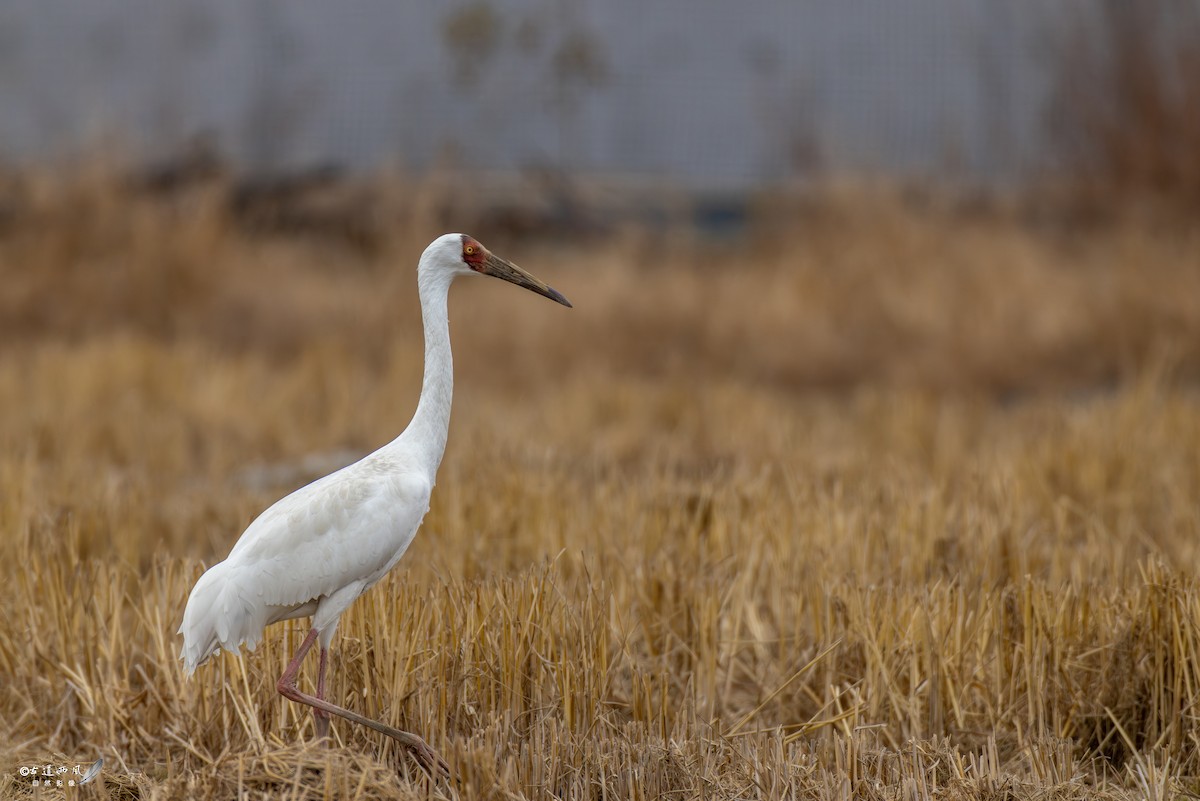 ソデグロヅル - ML647287269