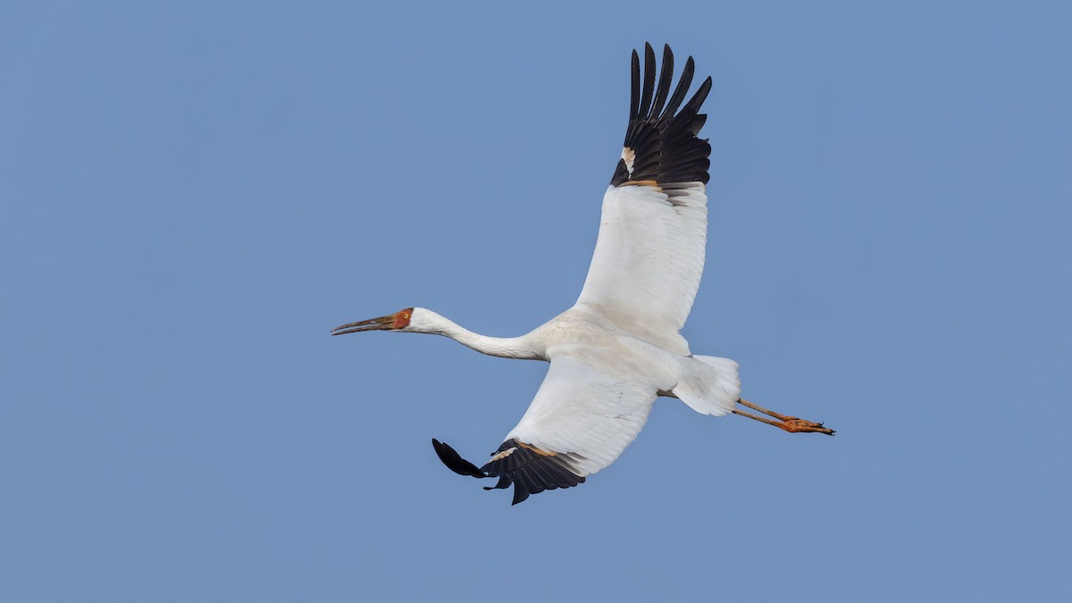 ソデグロヅル - ML647287273