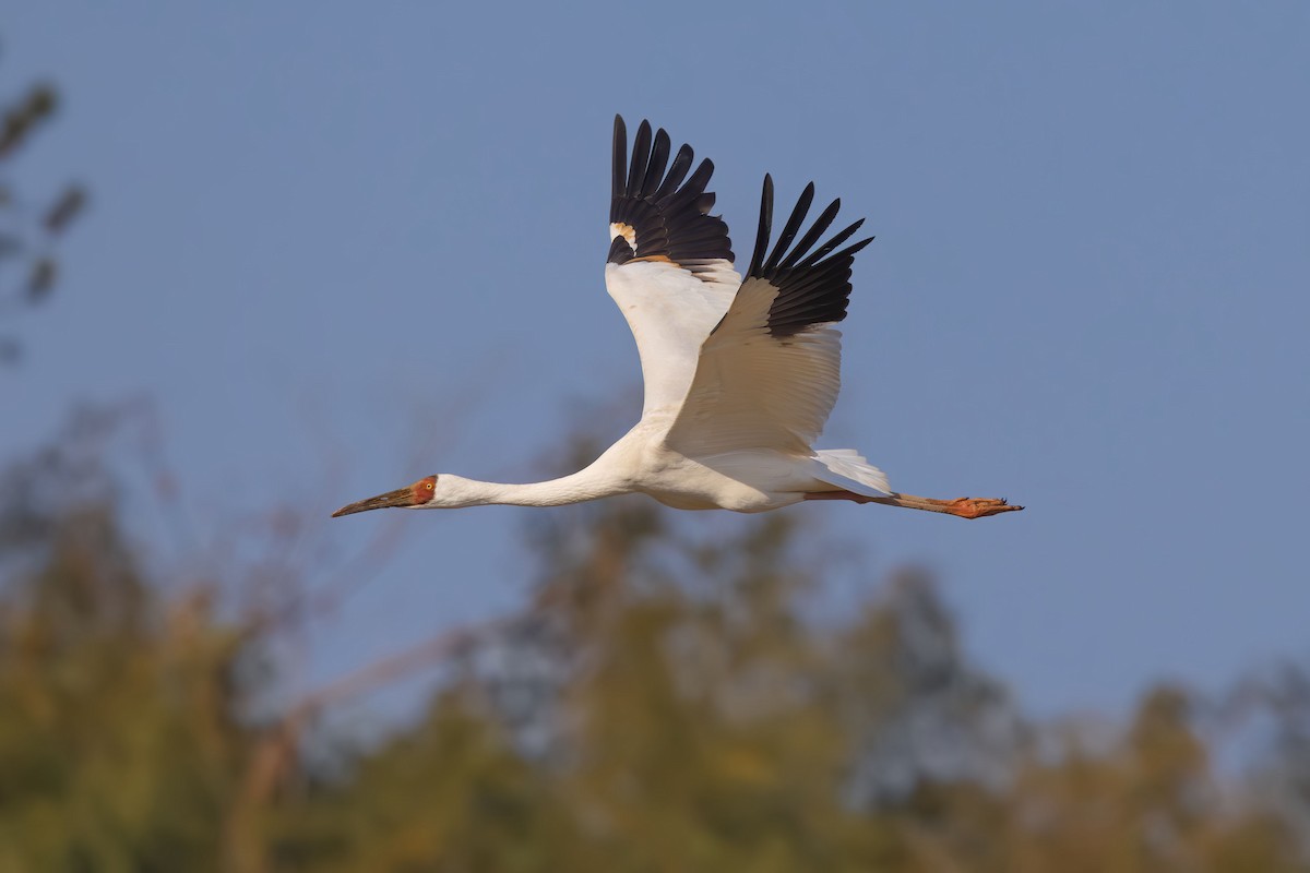 ソデグロヅル - ML647287274