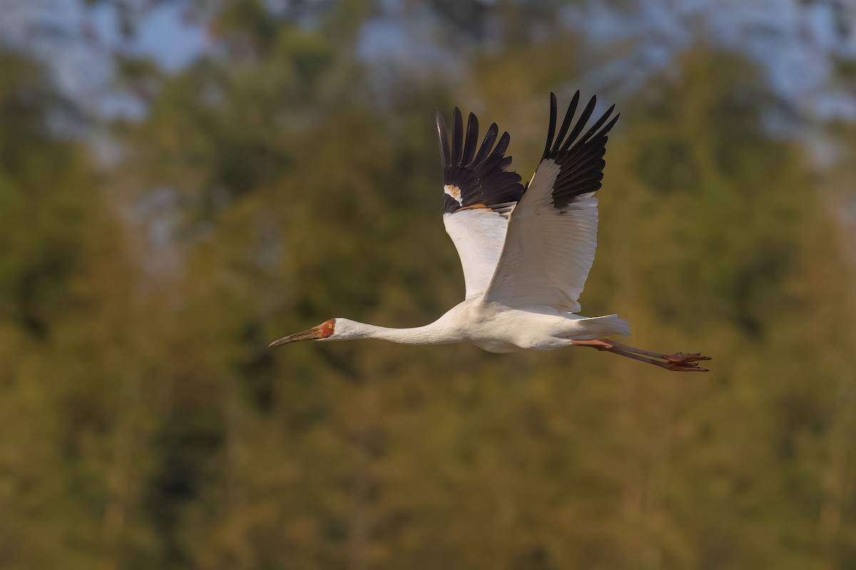 ソデグロヅル - ML647287279