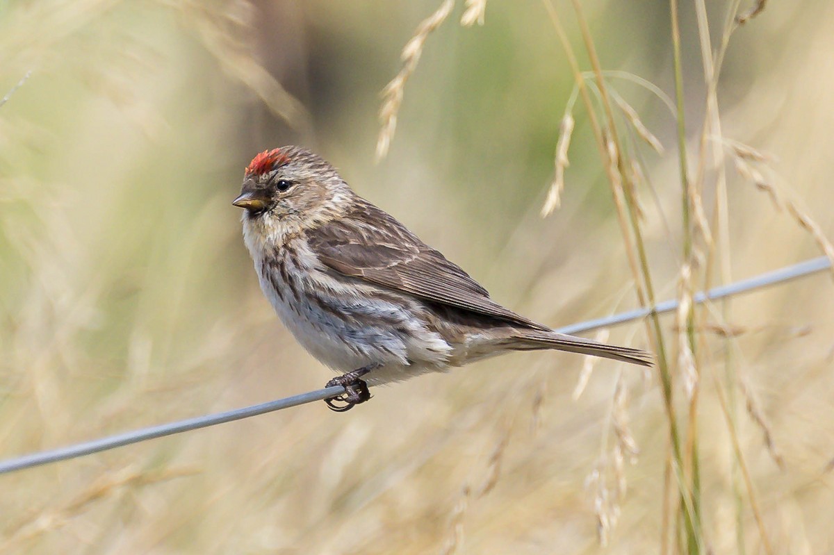 gråsisik (cabaret) (brunsisik) - ML647287300