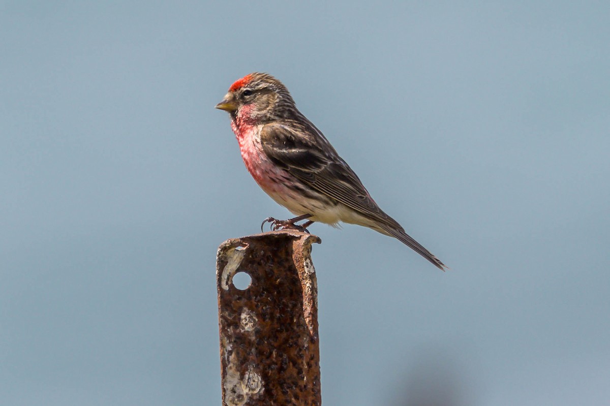 gråsisik (cabaret) (brunsisik) - ML647287301
