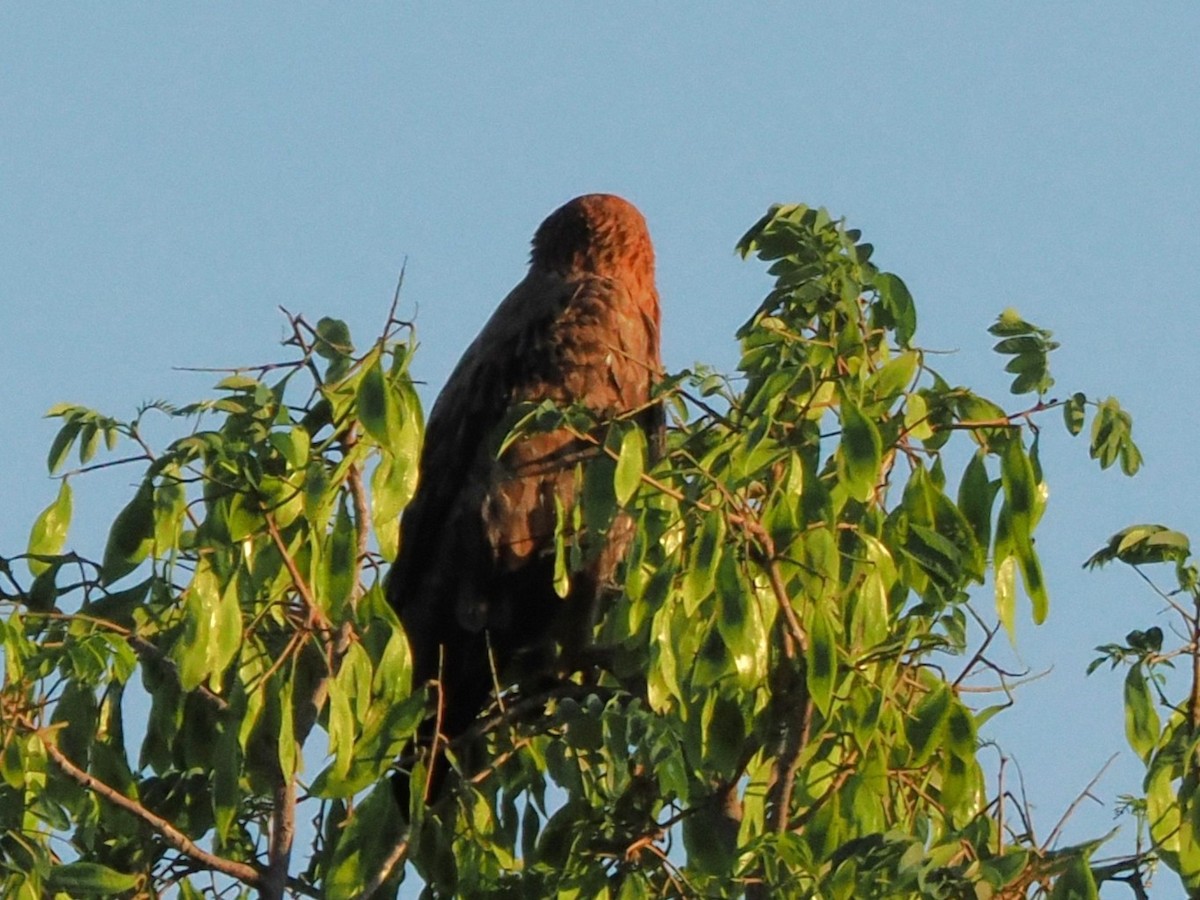 Tawny Eagle - ML647287325