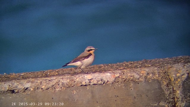 bělořit šedý - ML647287336