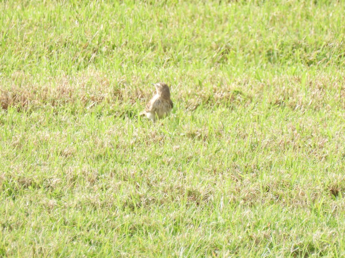 Талын шийхнүүхэй - ML647287337