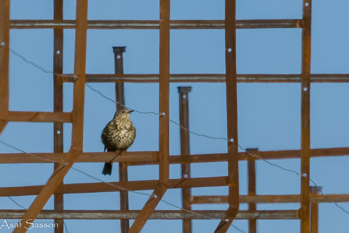 Mistle Thrush - ML647287340