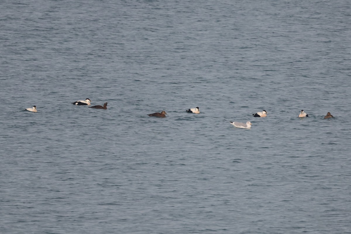 Common Eider - ML647287351