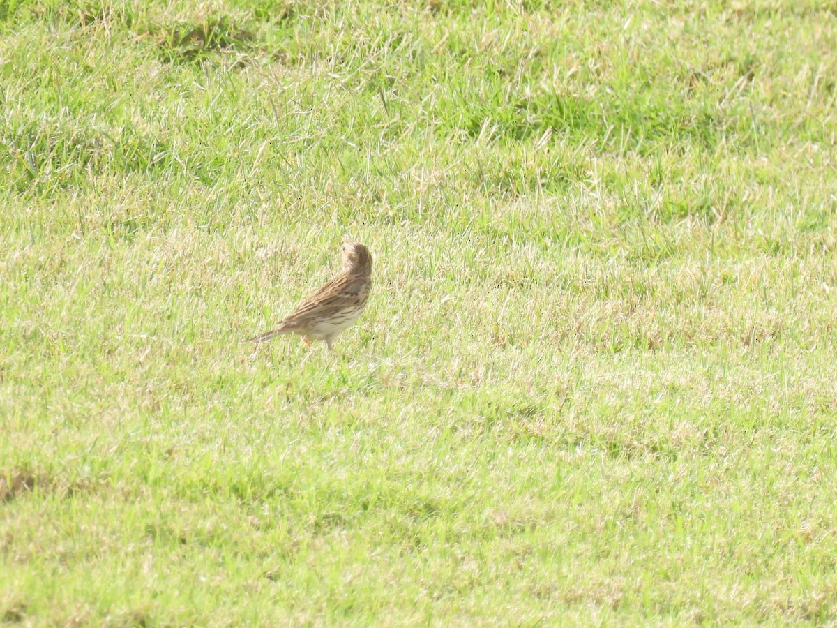 Талын шийхнүүхэй - ML647287368