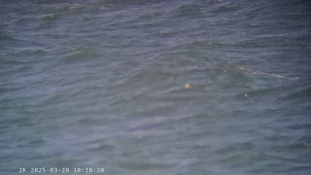 turpan černý - ML647287372