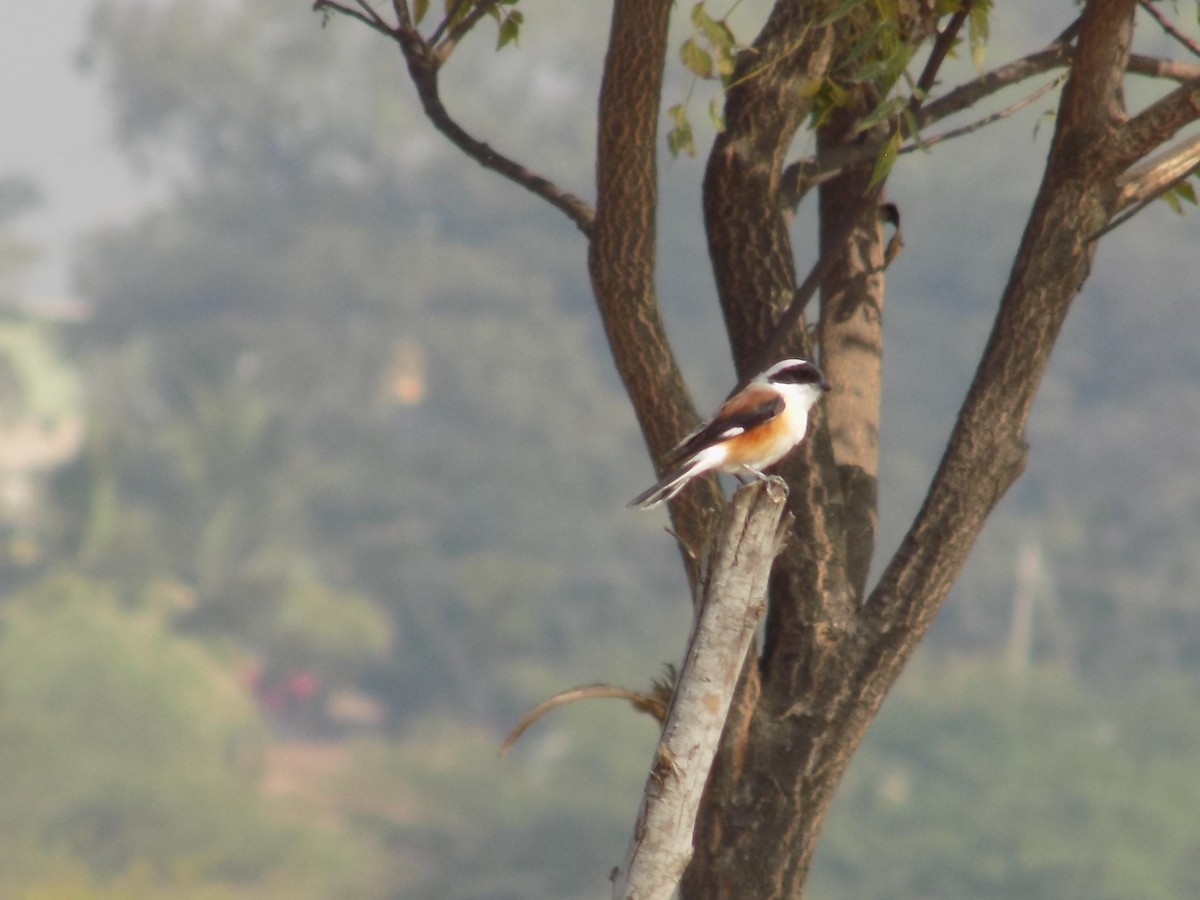 Bay-backed Shrike - ML647287377