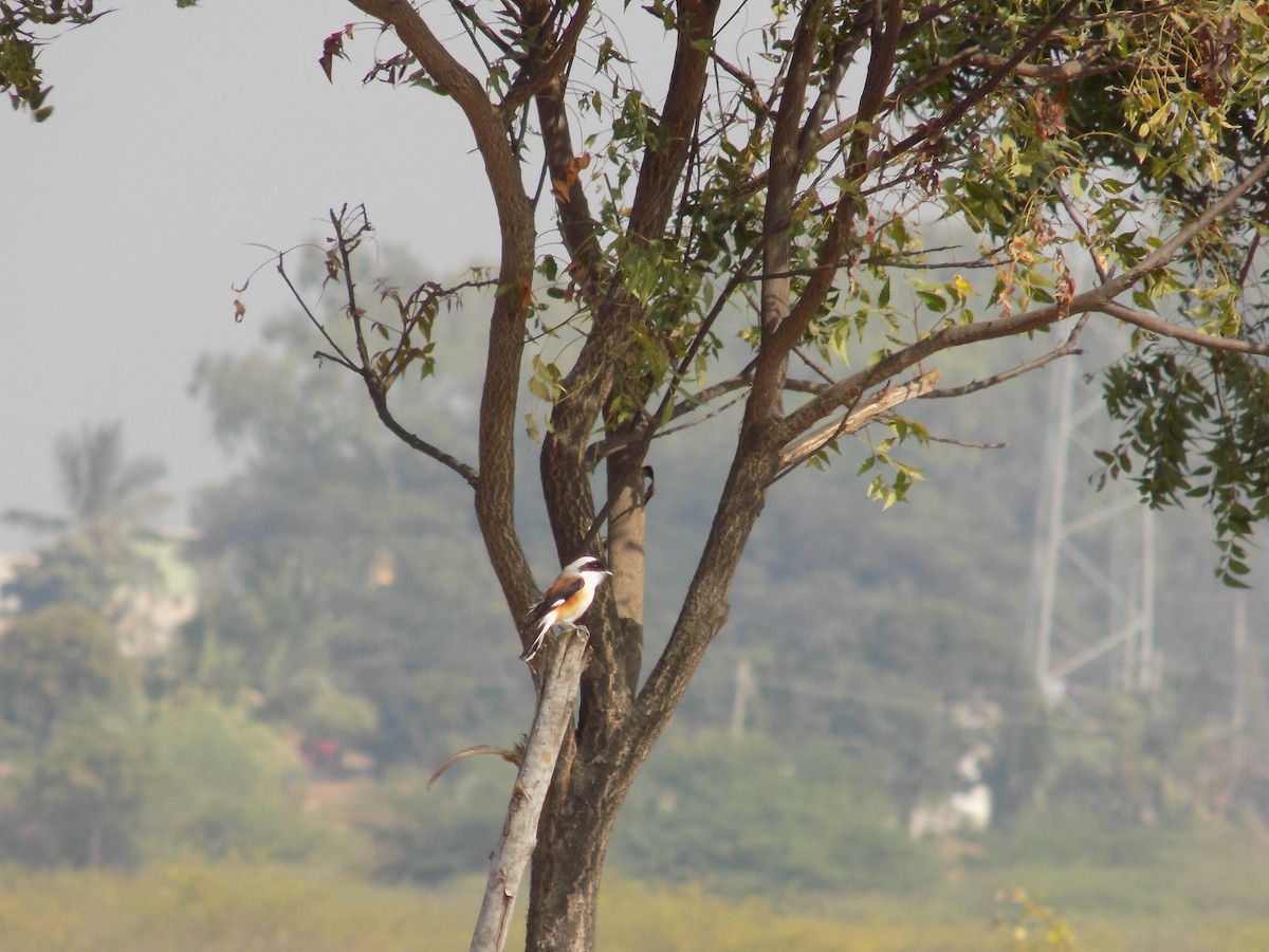 Bay-backed Shrike - ML647287378