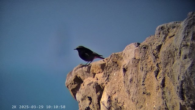 rehek domácí - ML647287379