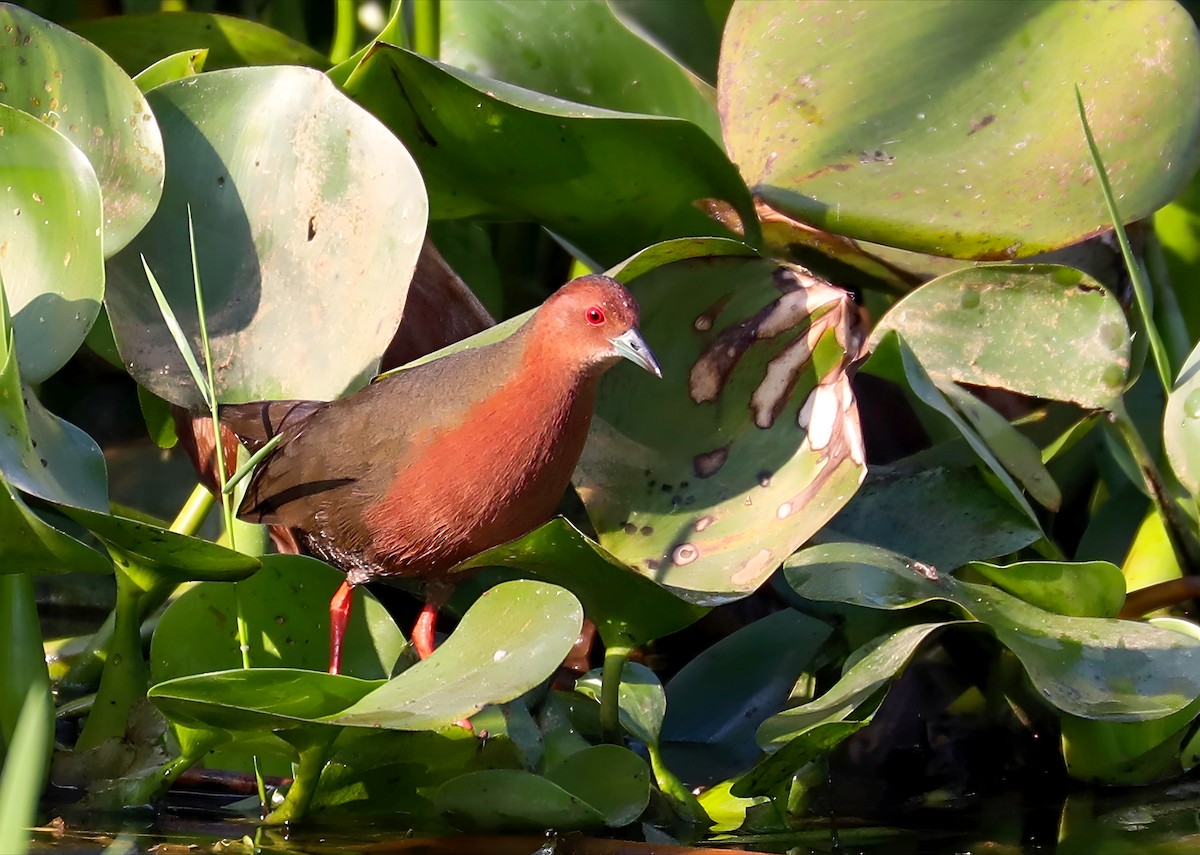 Ruddy-breasted Crake - ML647287384