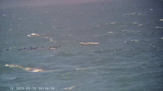 turpan černý - ML647287389