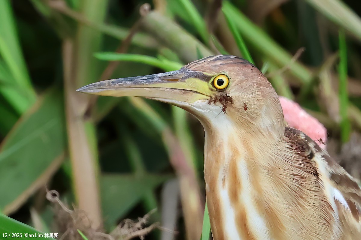Yellow Bittern - ML647287413