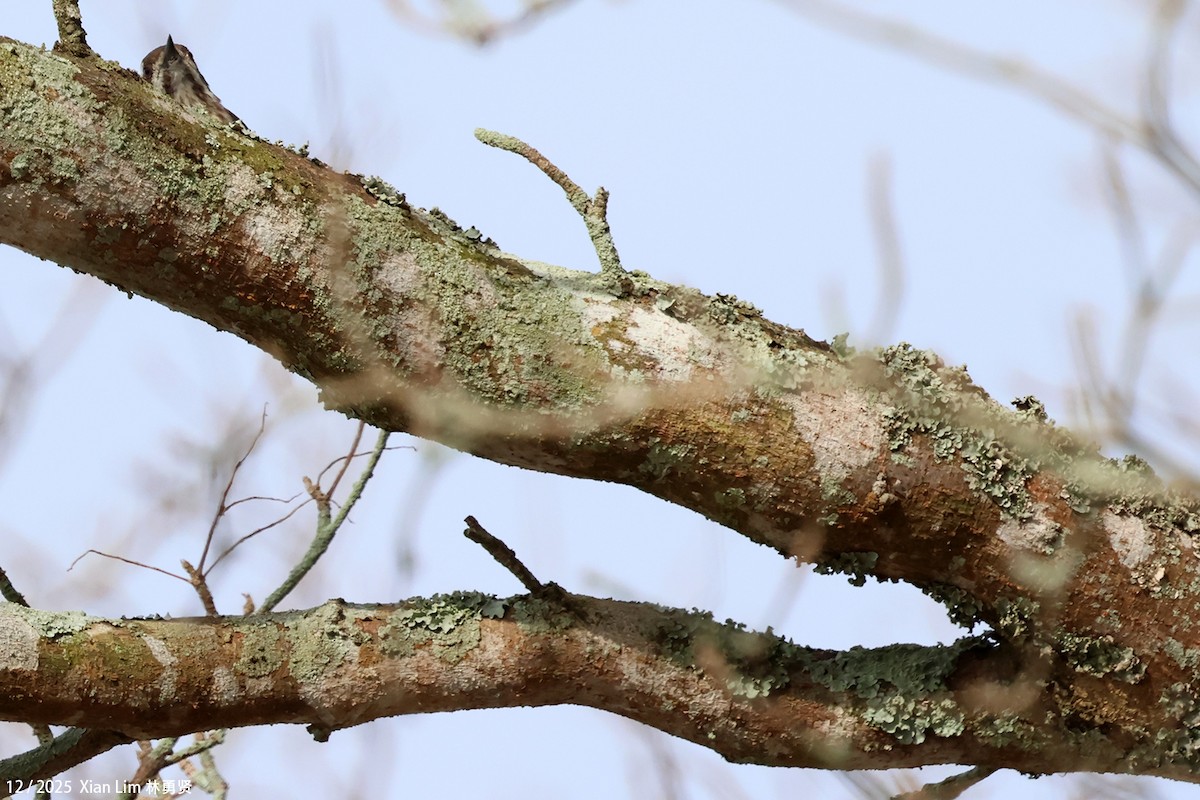 Sunda Pygmy Woodpecker - ML647287418