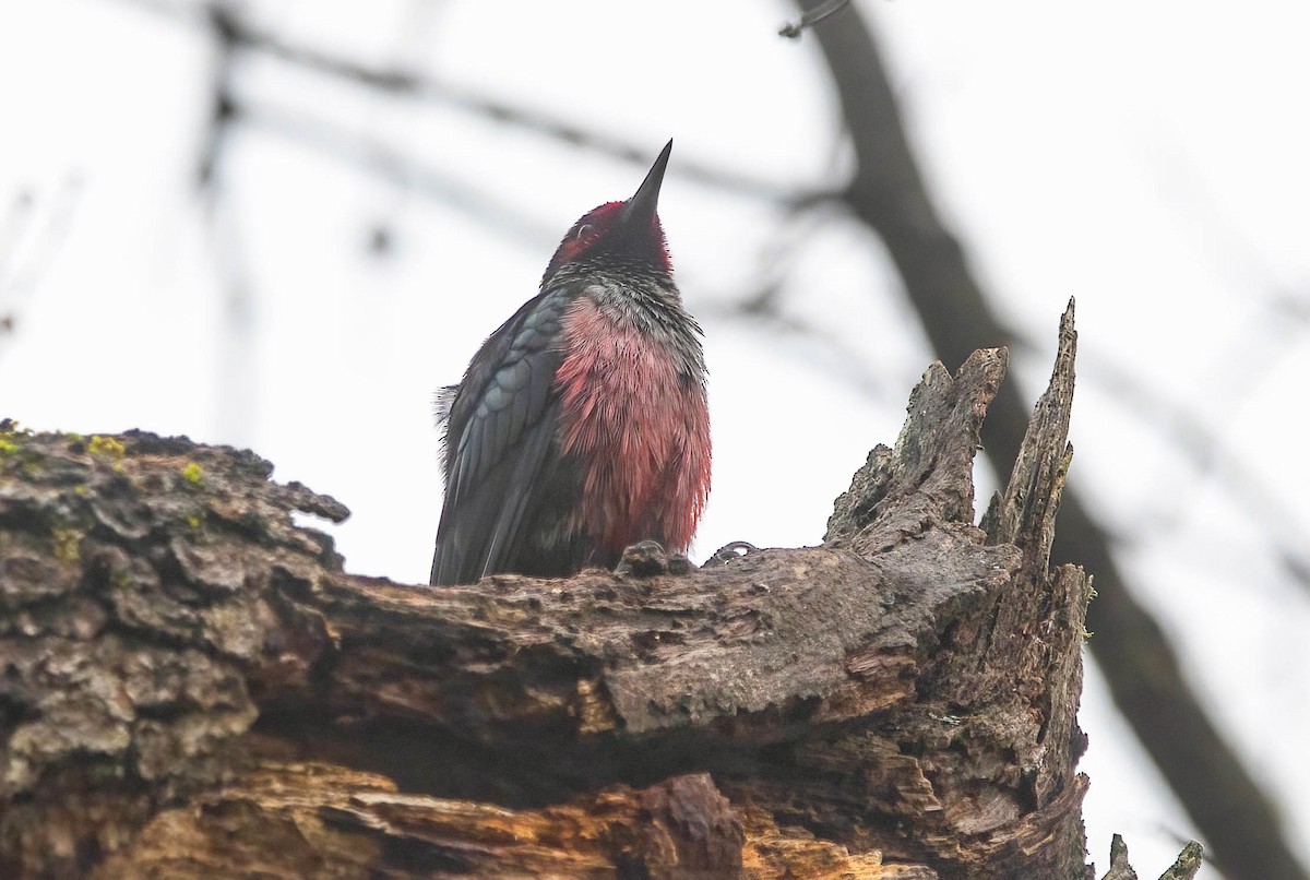 Blutgesichtspecht - ML647287422