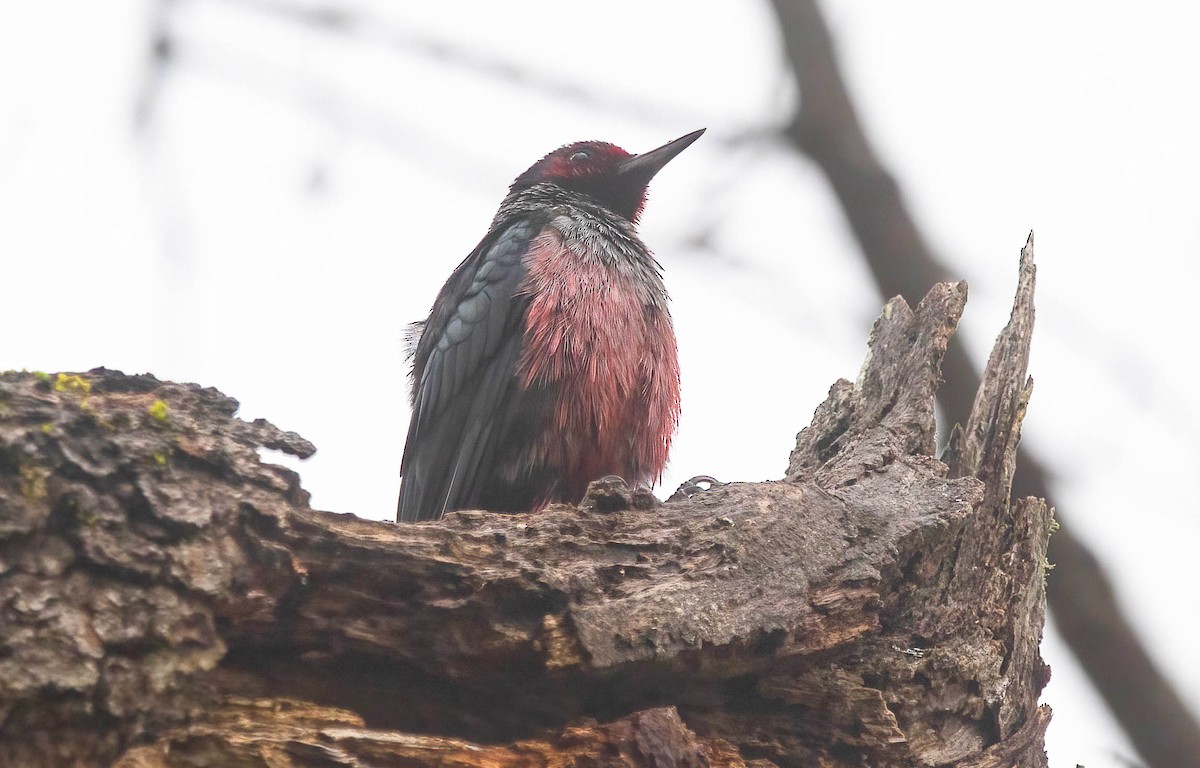 Blutgesichtspecht - ML647287423