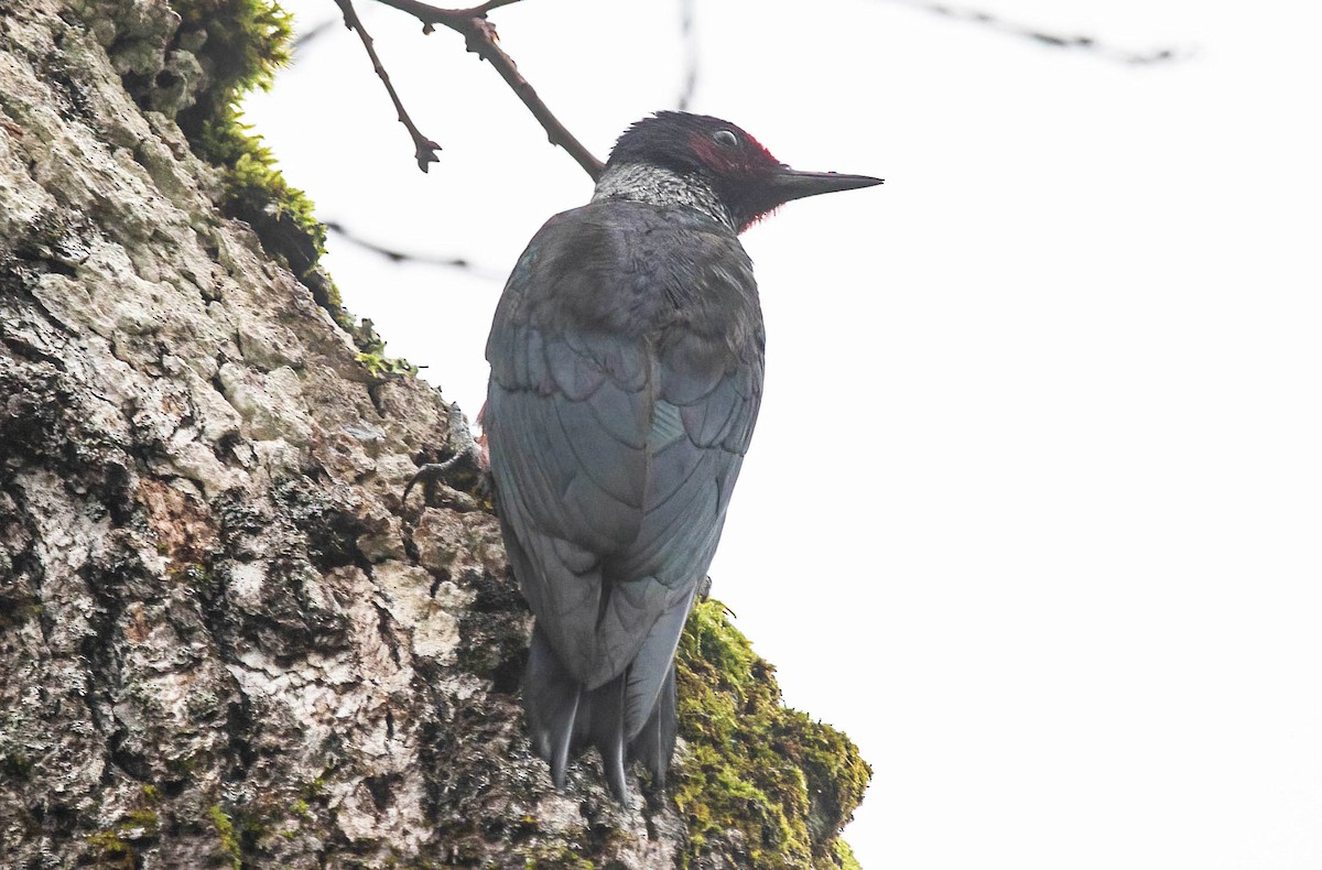 Blutgesichtspecht - ML647287424