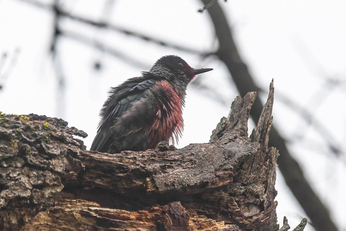 Blutgesichtspecht - ML647287425