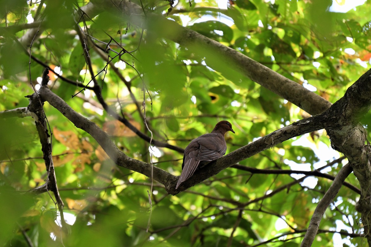 アンダマンオナガバト - ML647287426