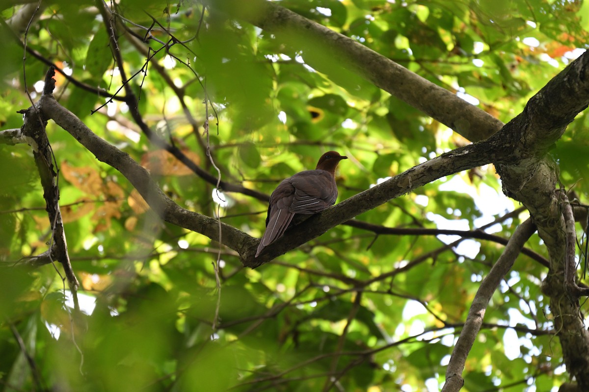 アンダマンオナガバト - ML647287427