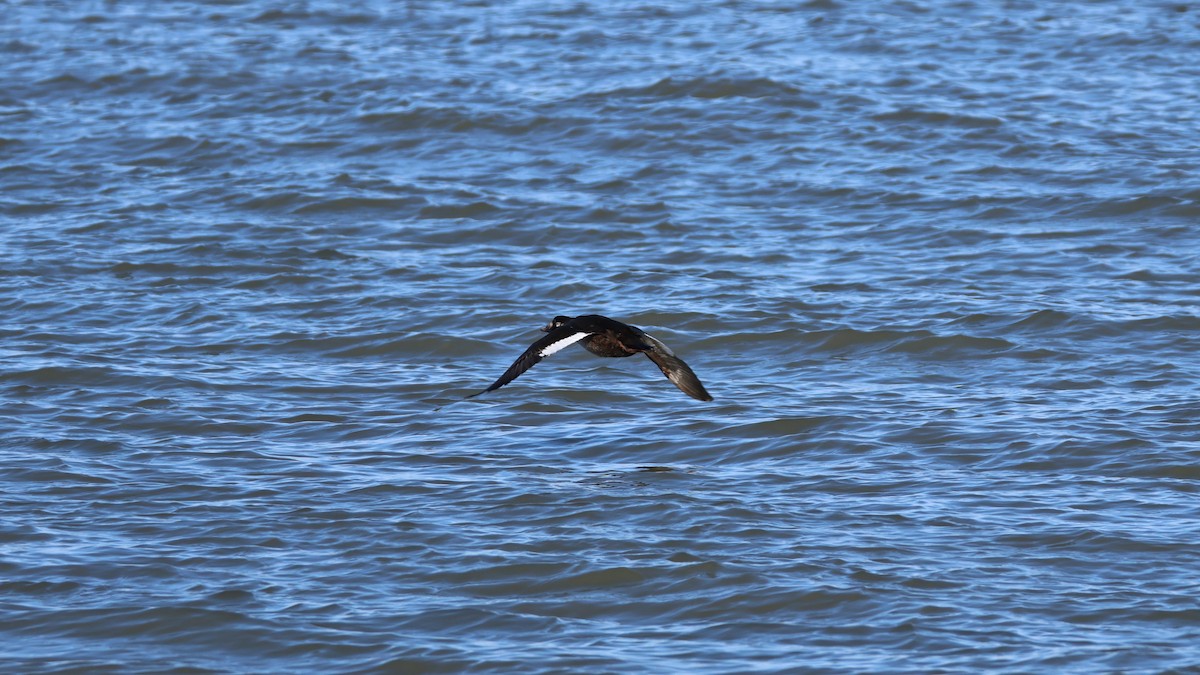 White-winged Scoter - ML647287428