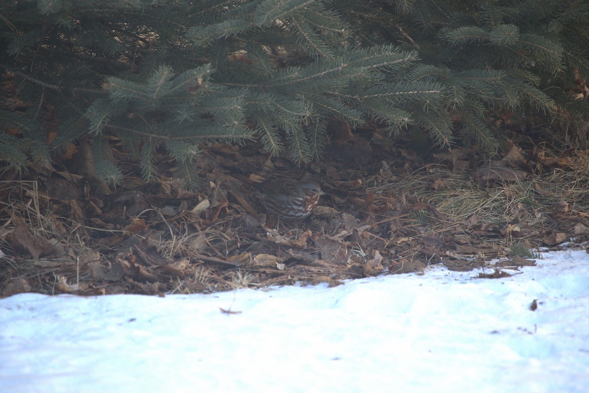 Fox Sparrow - ML647287436