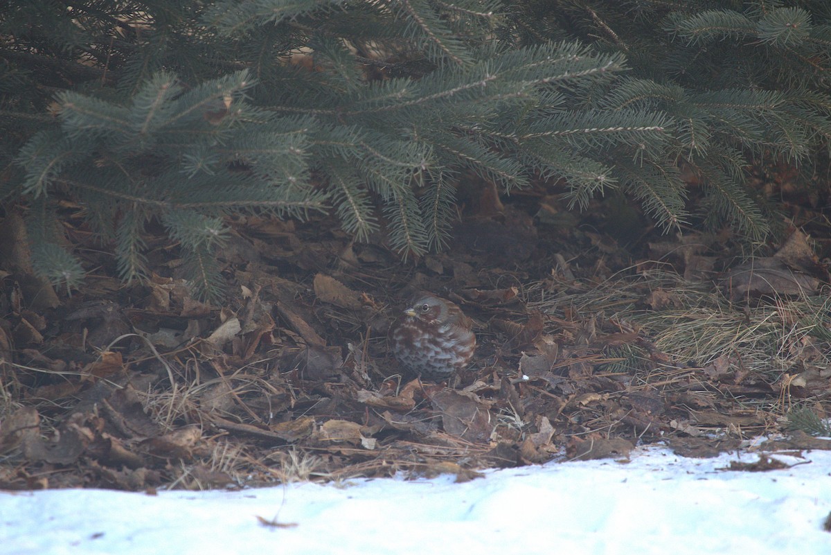 Fox Sparrow - ML647287439
