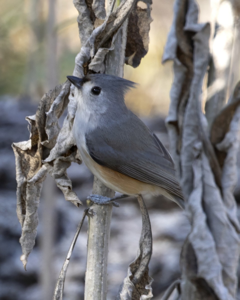 Tufted Titmouse - ML647287454