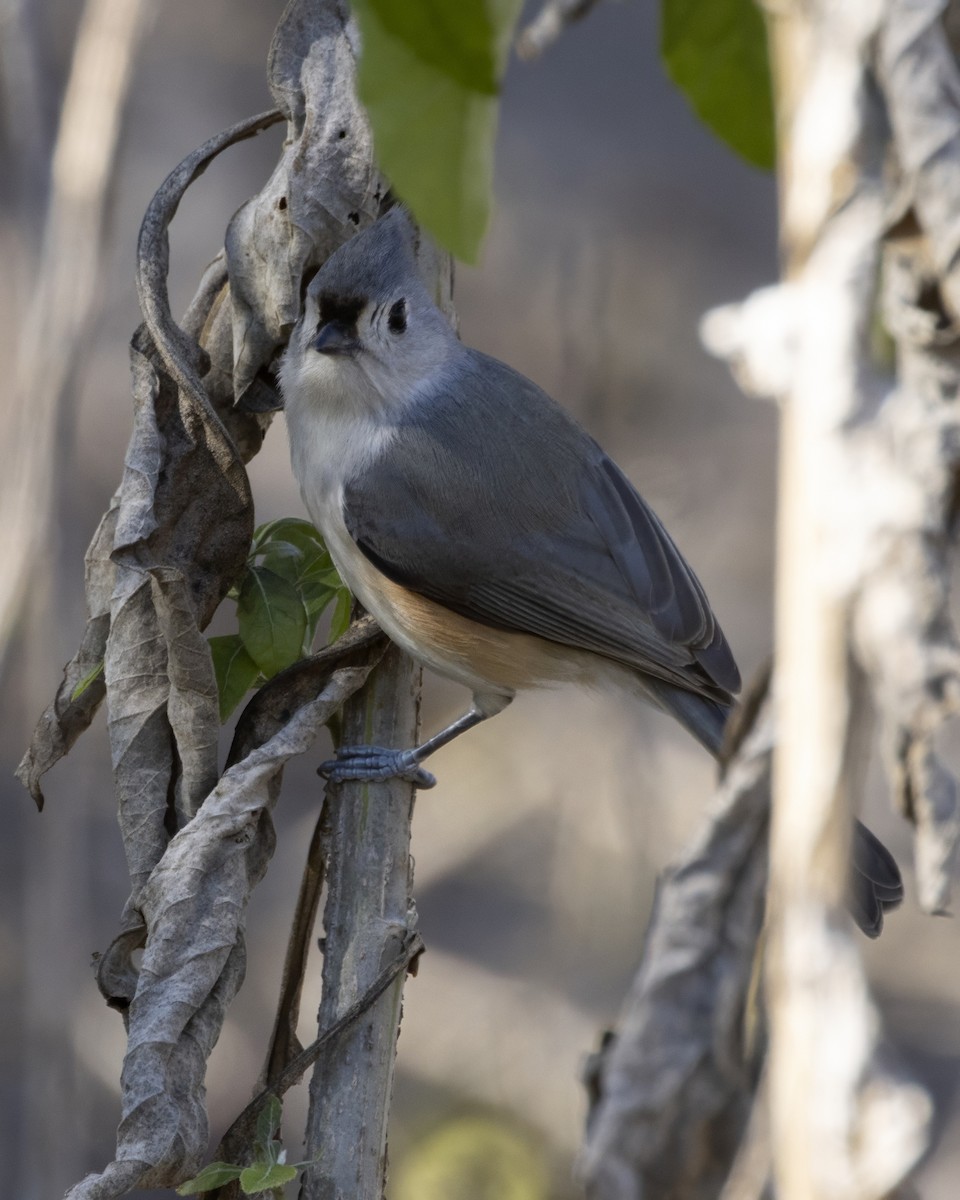 Tufted Titmouse - ML647287455