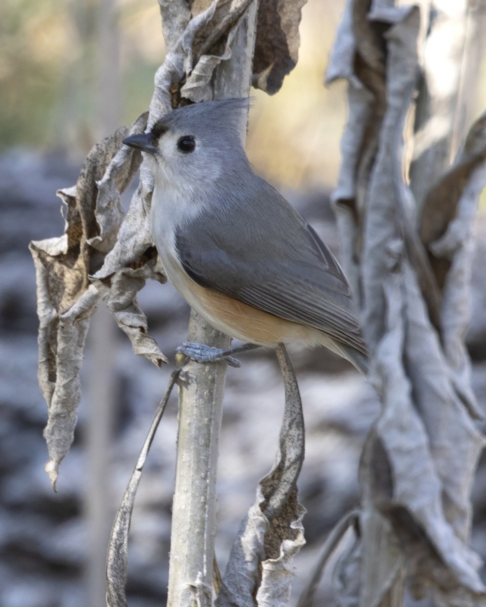 Tufted Titmouse - ML647287456