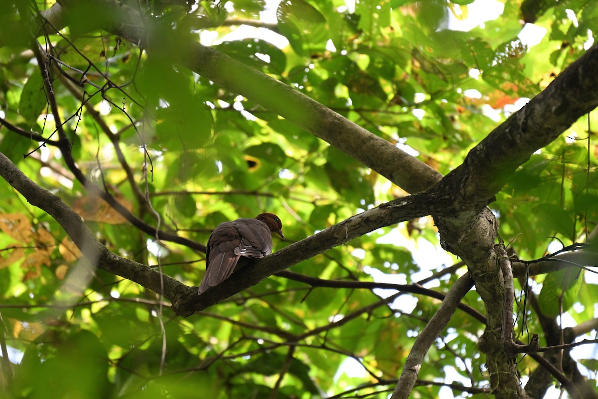 アンダマンオナガバト - ML647287464