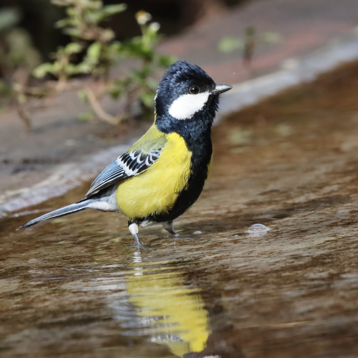 Green-backed Tit - ML647287470
