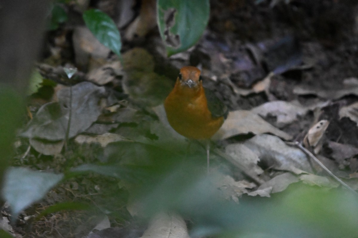 ravtrost - ML647287471