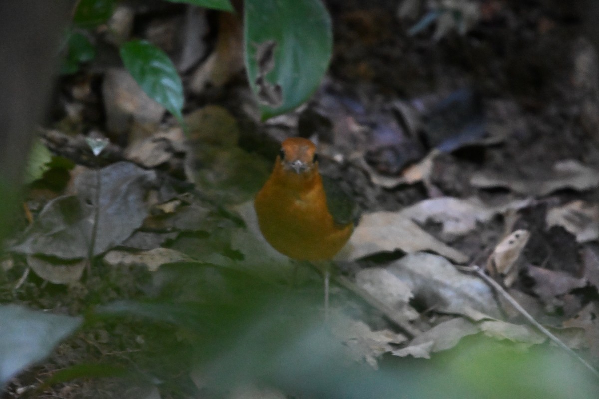 ravtrost - ML647287472