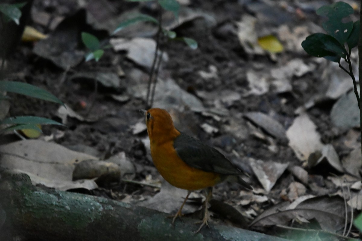 ravtrost - ML647287473