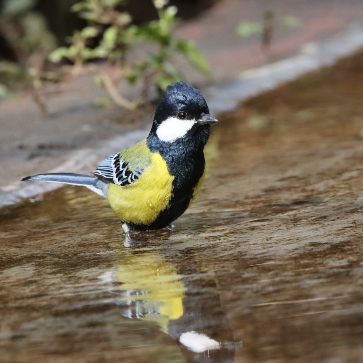 Green-backed Tit - ML647287483