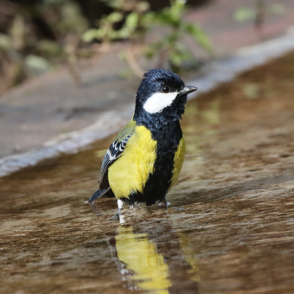 Green-backed Tit - ML647287488
