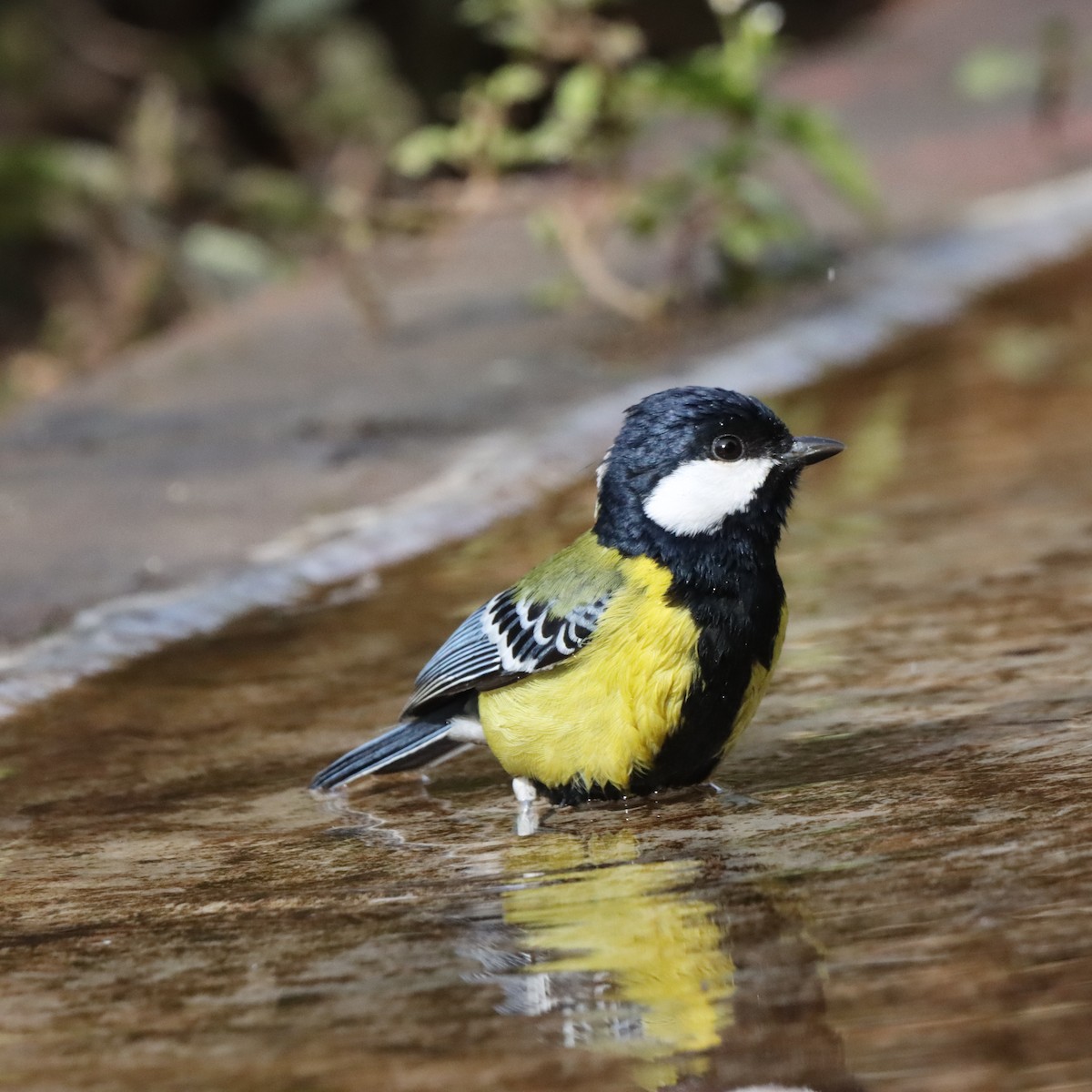 Green-backed Tit - ML647287503