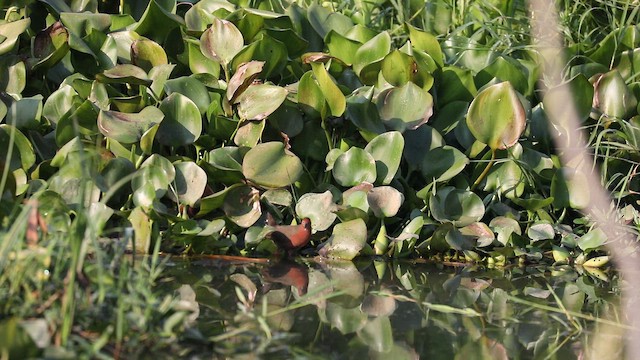 chřástal hnědoprsý - ML647287505