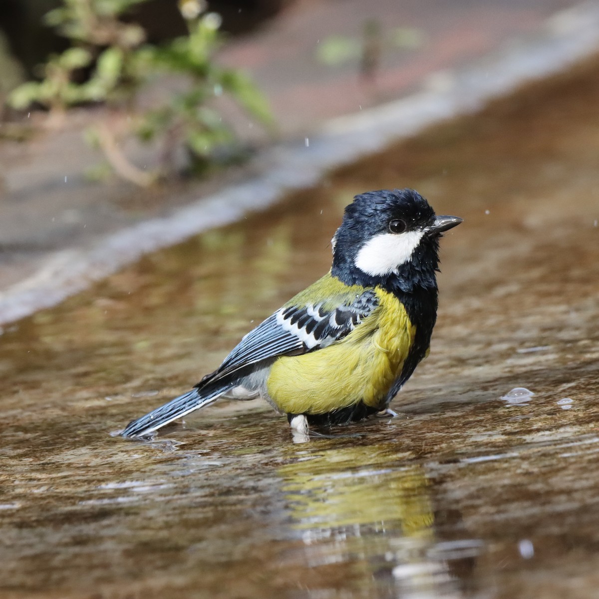 Green-backed Tit - ML647287508