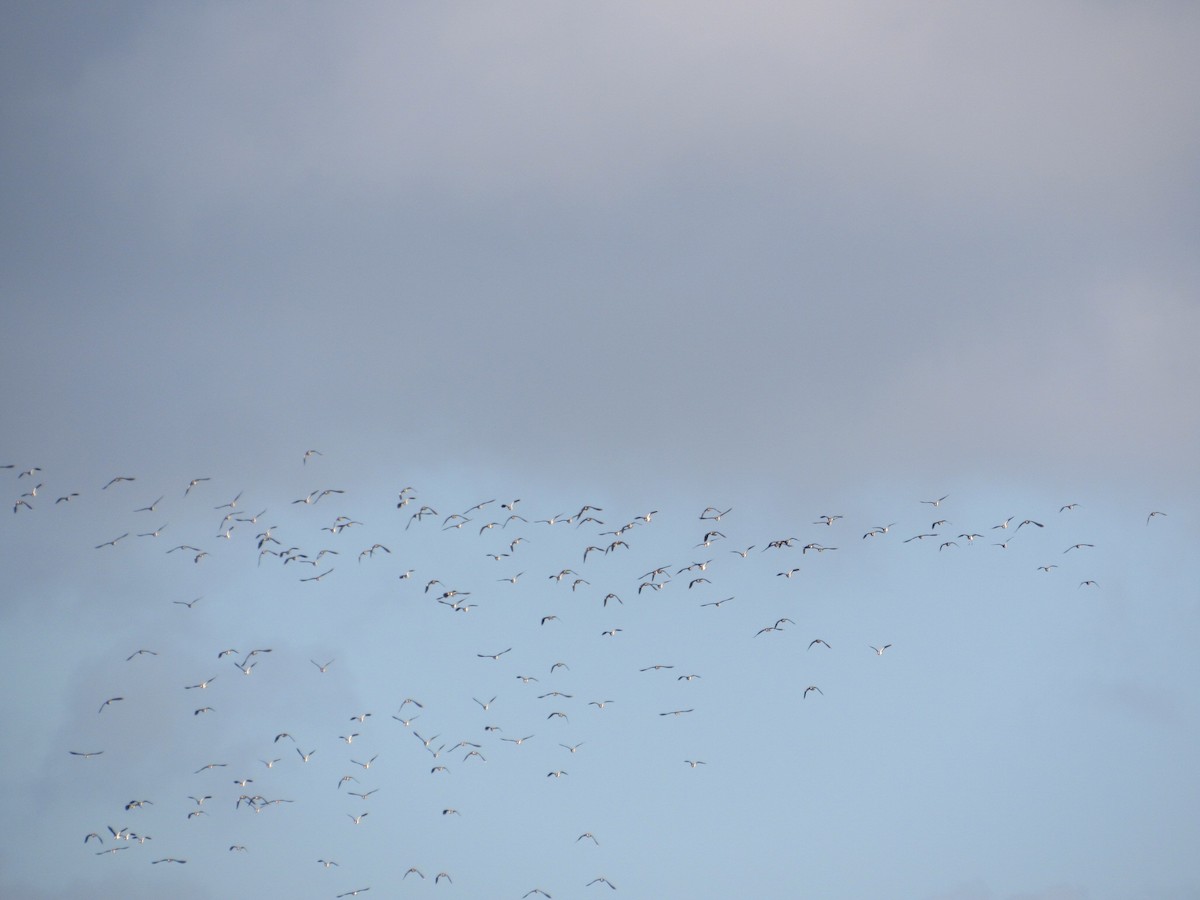 Northern Lapwing - ML647287518