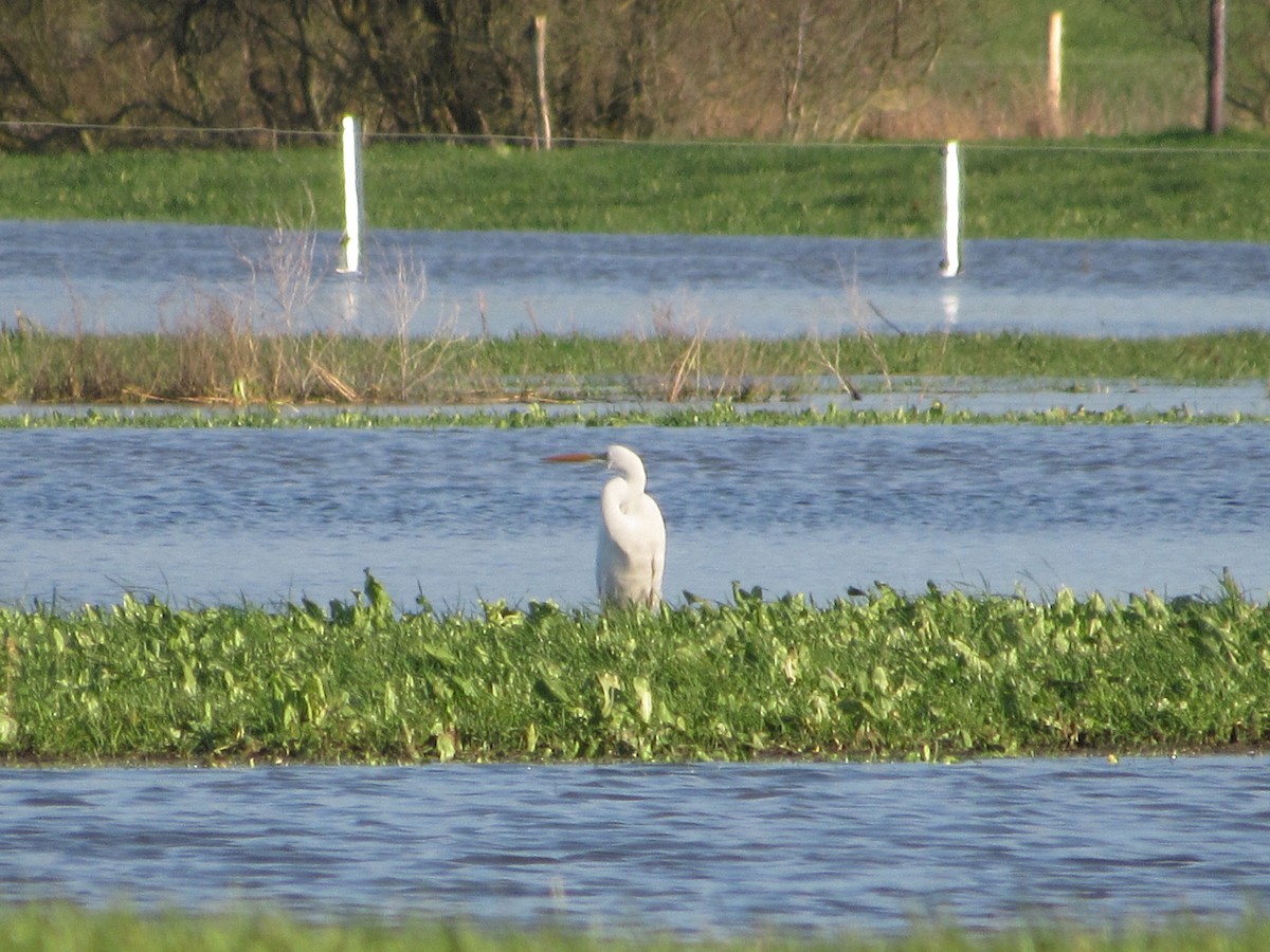 Great Egret - ML647287535
